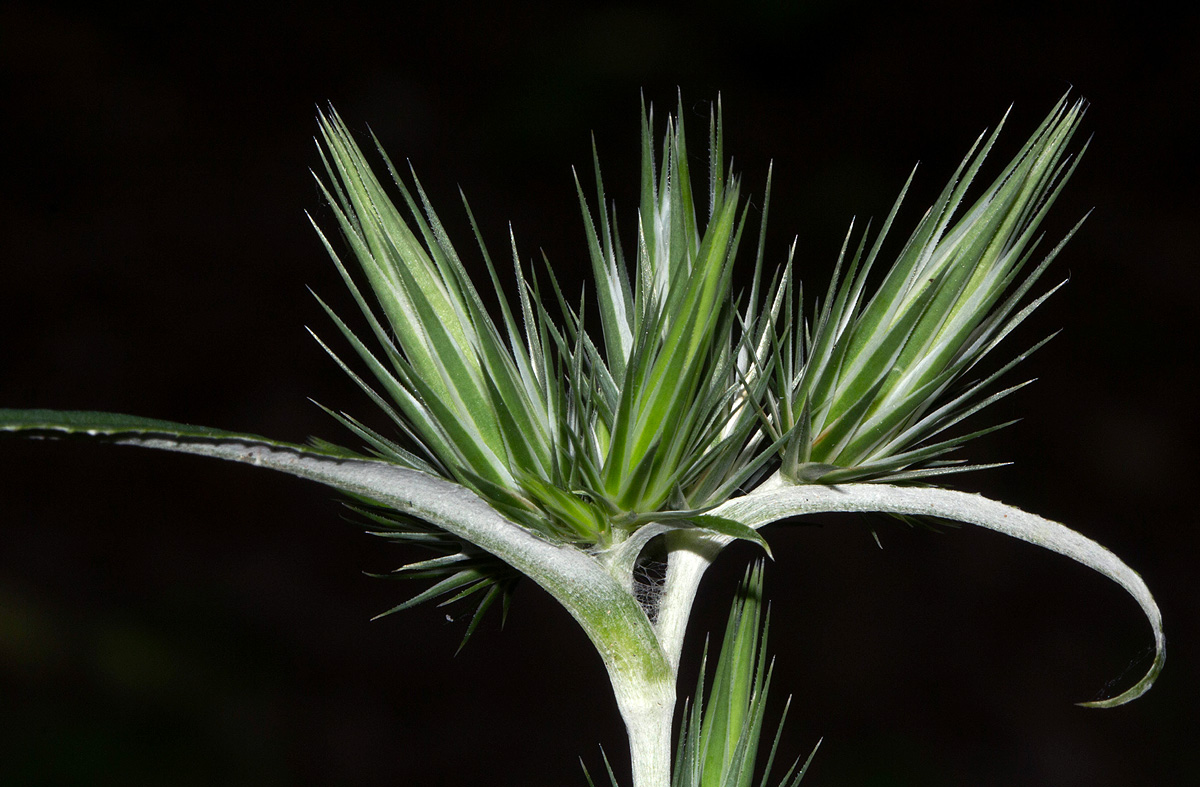Macledium sessiliflorum Macledium sessiliflorum