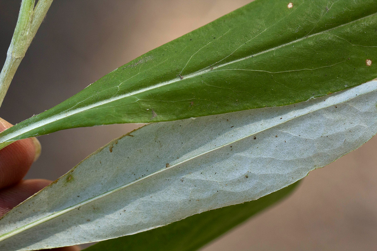 Macledium sessiliflorum Macledium sessiliflorum