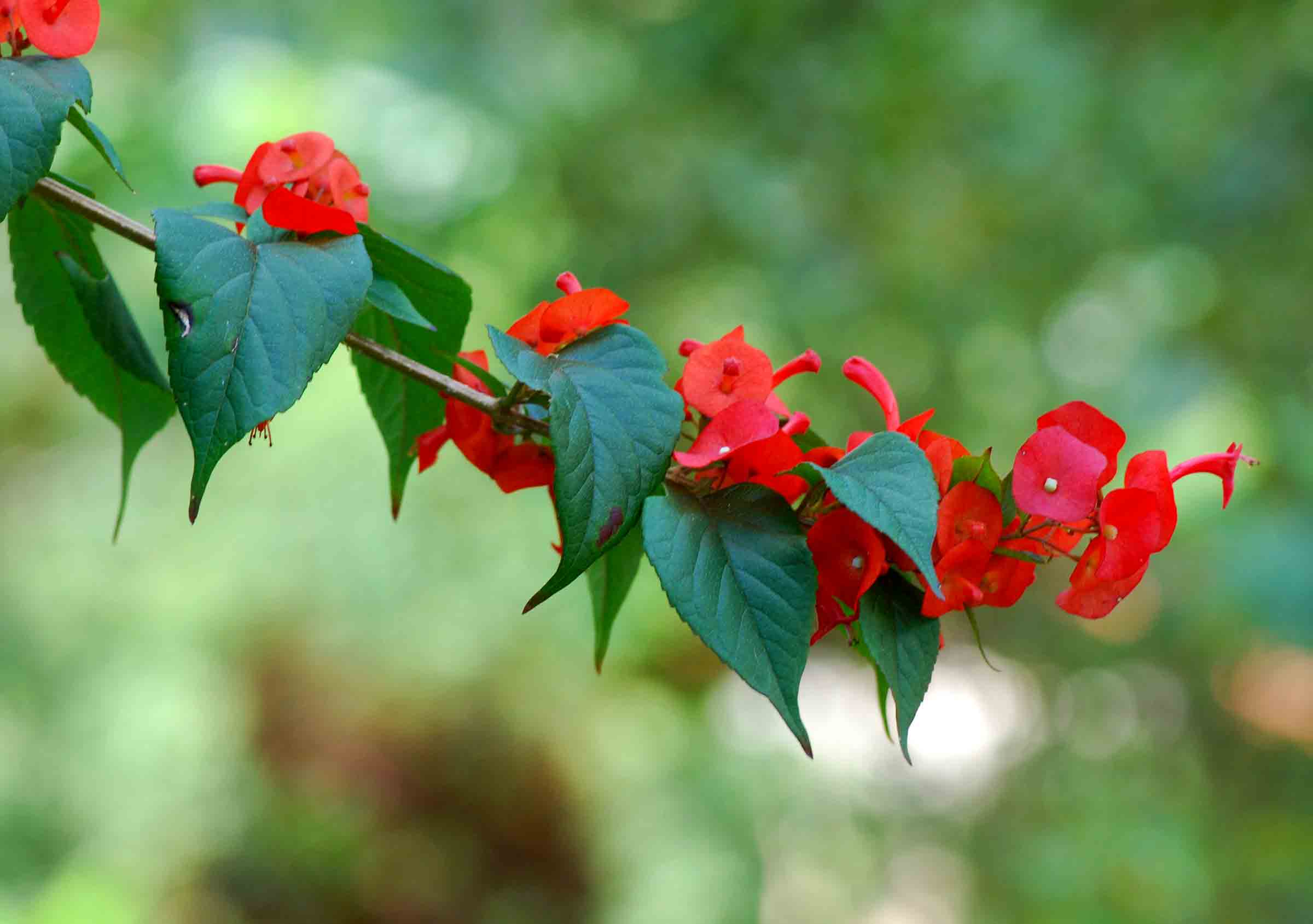 Holmskioldia sanguinea Holmskioldia sanguinea