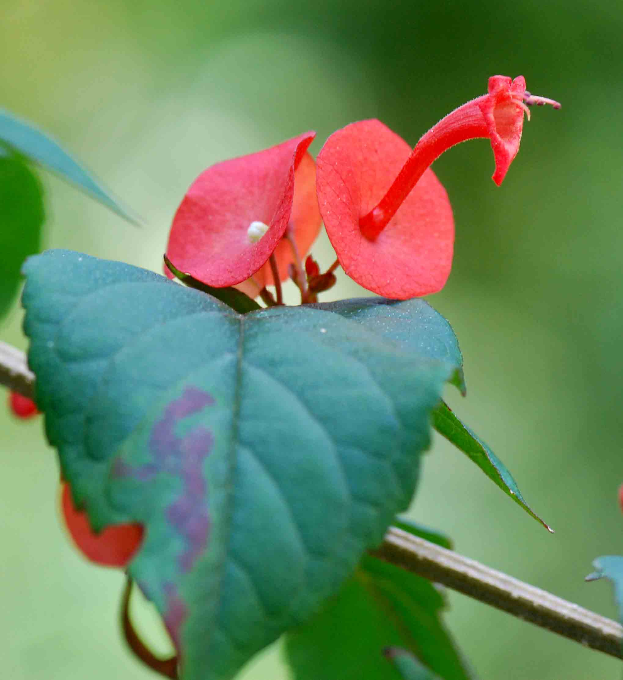 Holmskioldia sanguinea Holmskioldia sanguinea