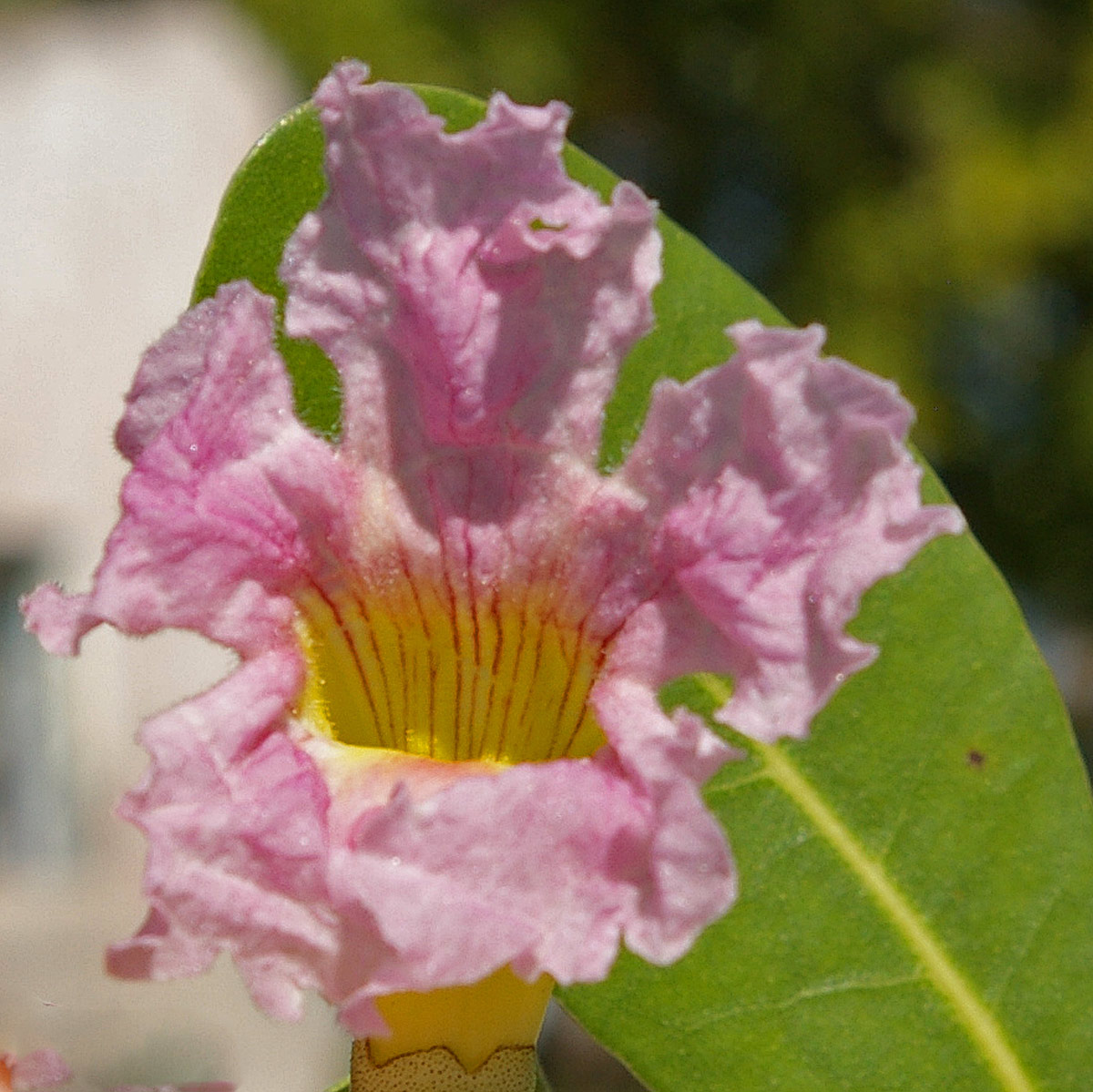 Tabebuia heterophylla Tabebuia heterophylla