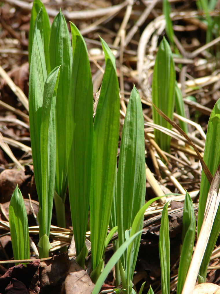 Savannosiphon euryphyllus Savannosiphon euryphyllus