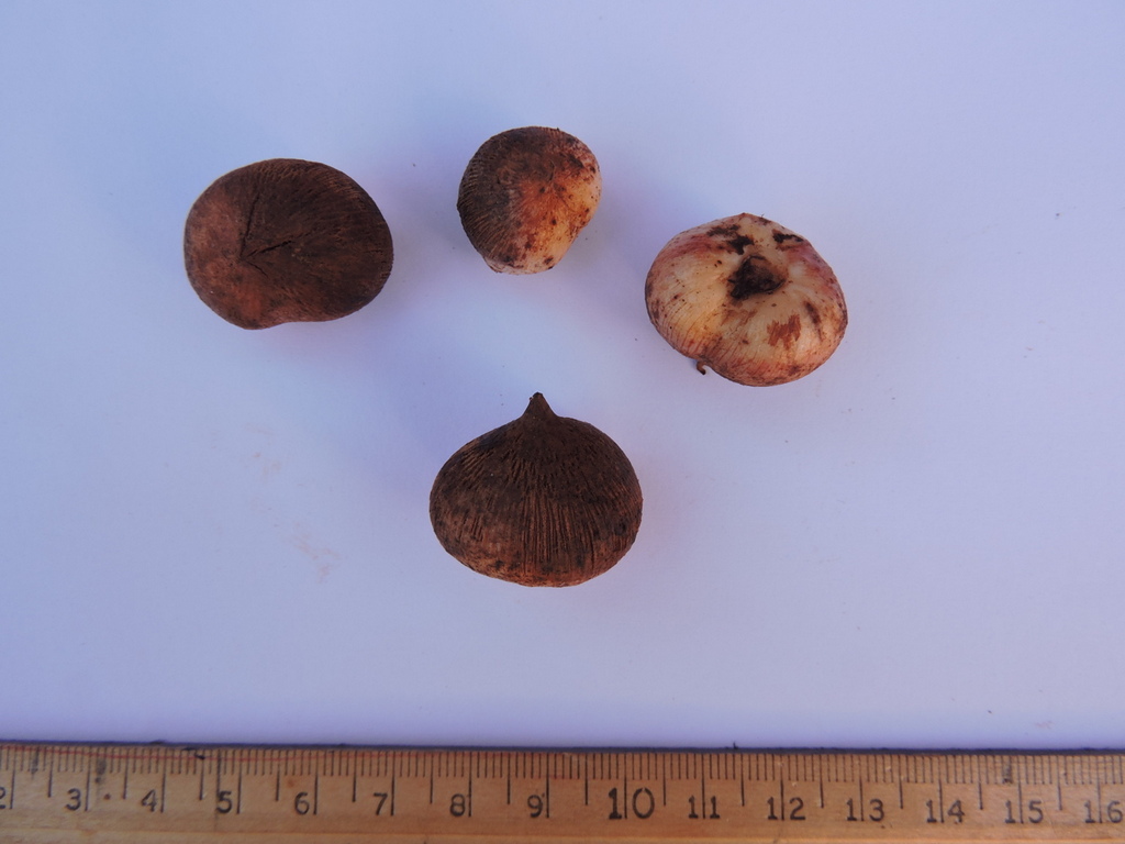 Savannosiphon euryphyllus Savannosiphon euryphyllus