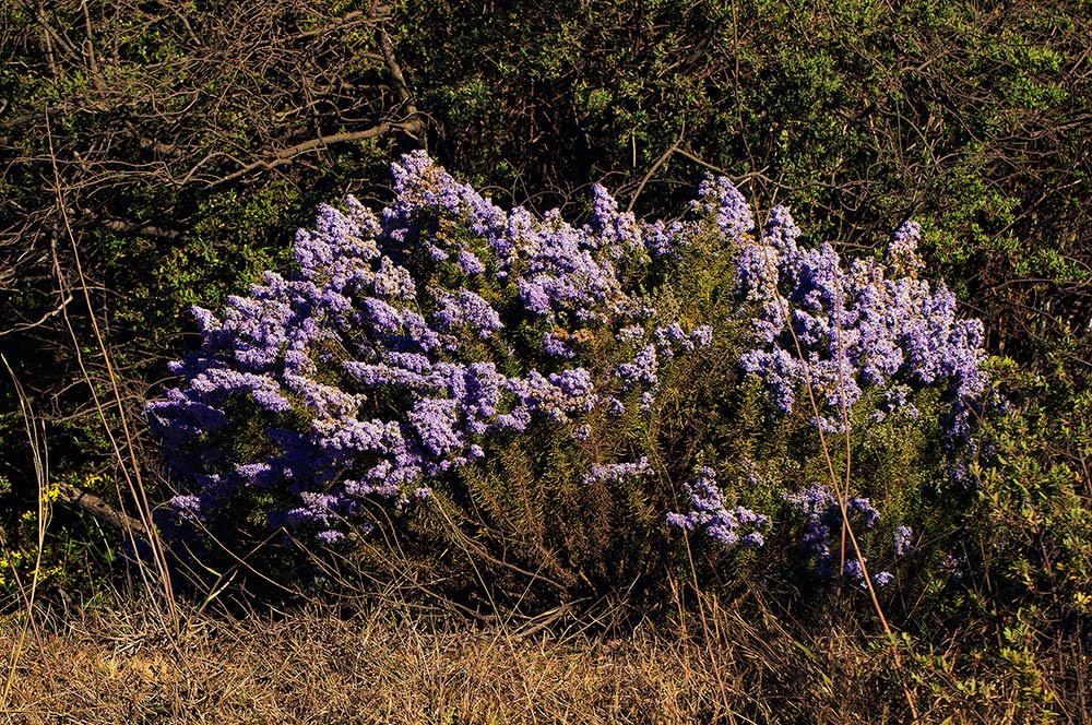 Selago thyrsoidea var. thyrsoidea Selago thyrsoidea var. thyrsoidea