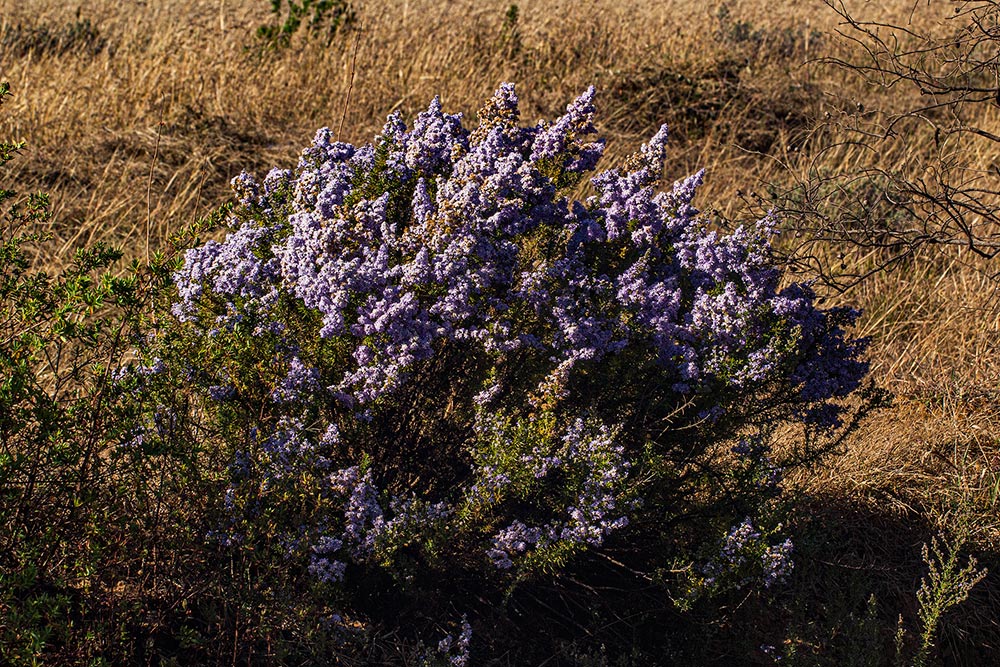 Selago thyrsoidea var. thyrsoidea Selago thyrsoidea var. thyrsoidea