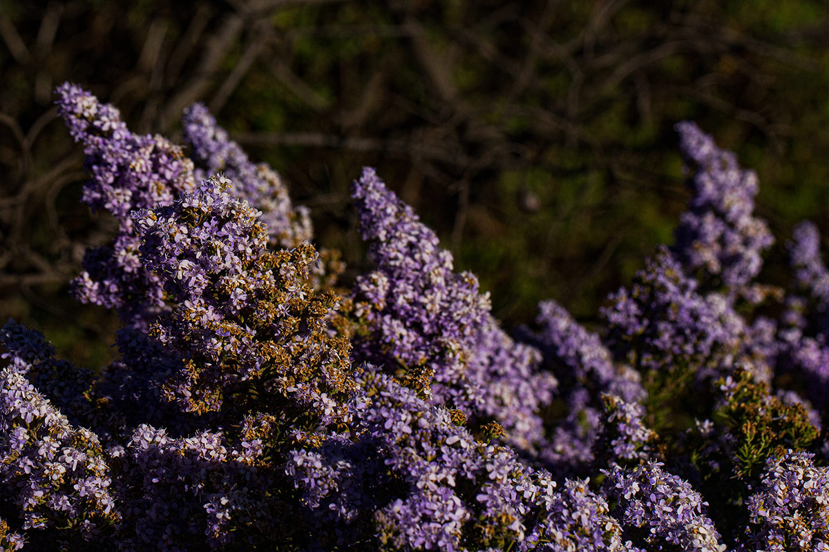 Selago thyrsoidea var. thyrsoidea Selago thyrsoidea var. thyrsoidea