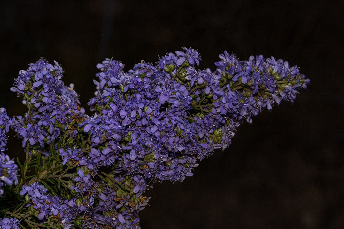 Selago thyrsoidea var. thyrsoidea Selago thyrsoidea var. thyrsoidea