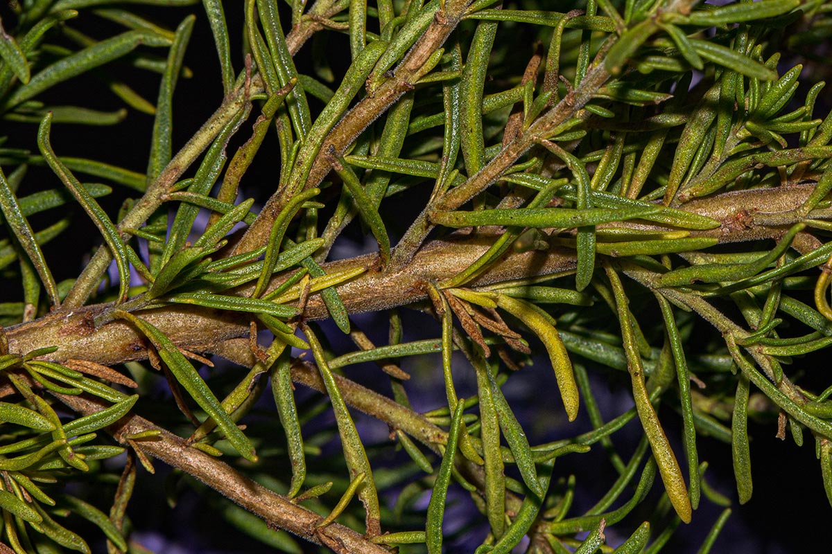 Selago thyrsoidea var. thyrsoidea Selago thyrsoidea var. thyrsoidea