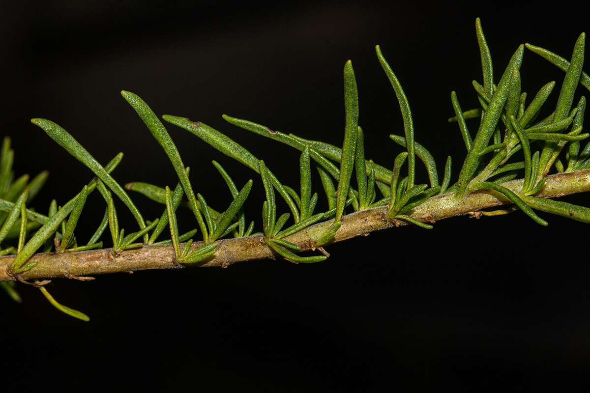 Selago thyrsoidea var. thyrsoidea Selago thyrsoidea var. thyrsoidea