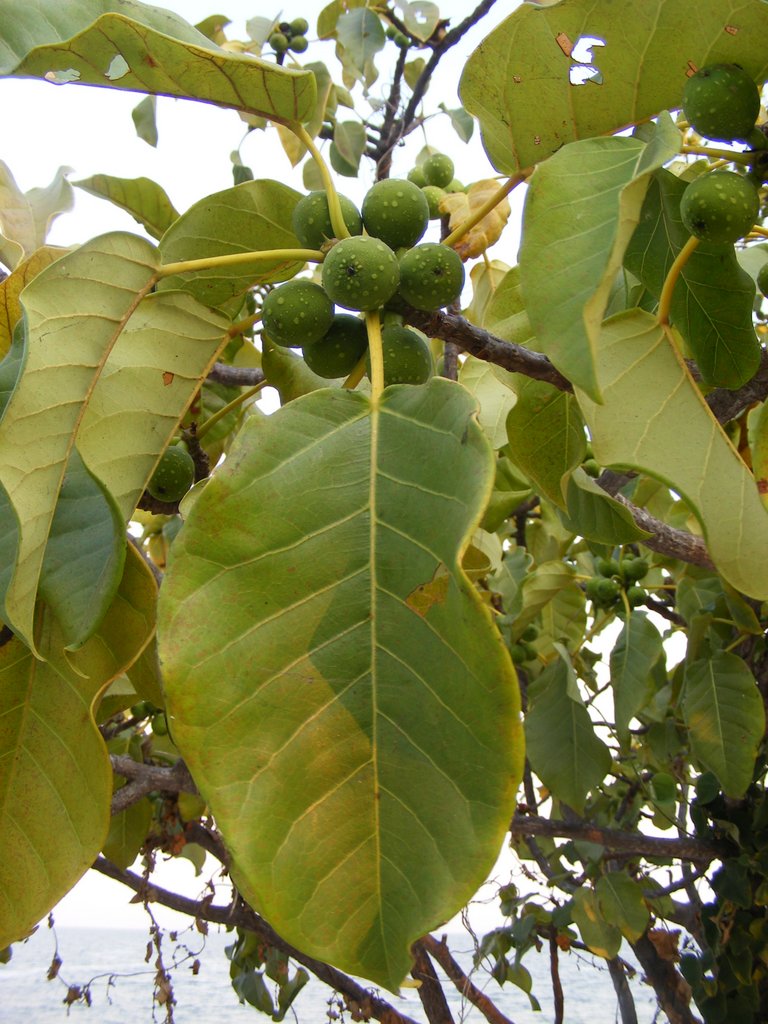 Ficus laurifolia Ficus laurifolia