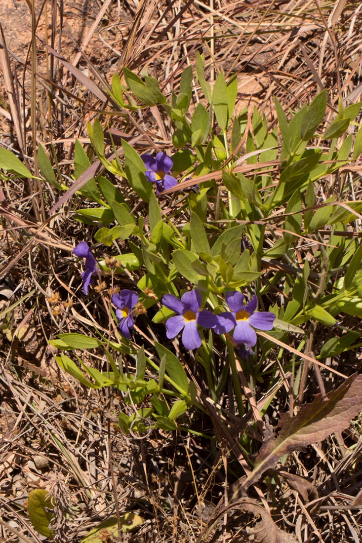 Thunbergia lancifolia