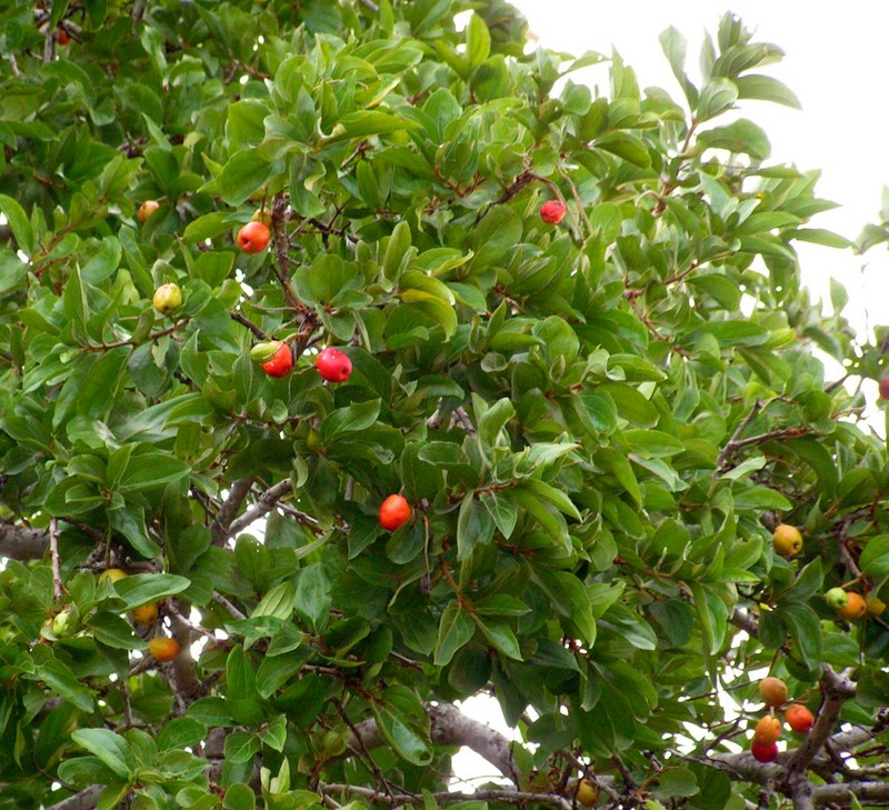 Anisophyllea boehmii Anisophyllea boehmii