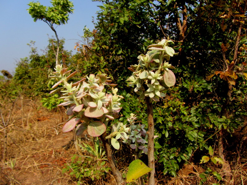 Anisophyllea boehmii Anisophyllea boehmii