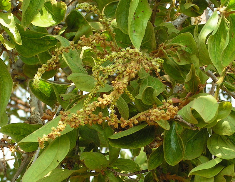 Anisophyllea boehmii Anisophyllea boehmii