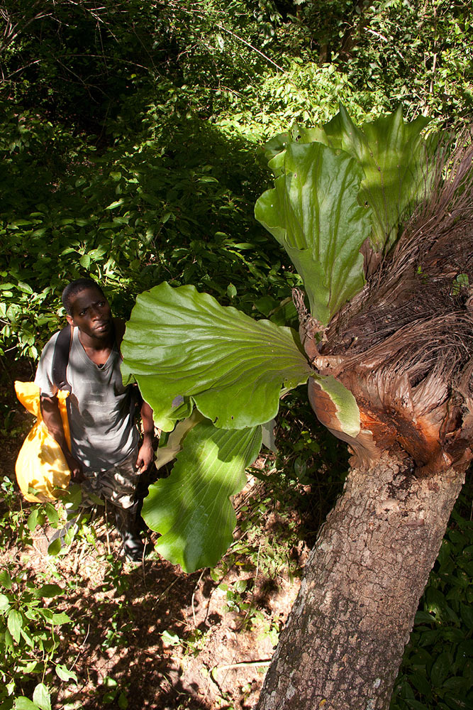 Platycerium elephantotis Platycerium elephantotis