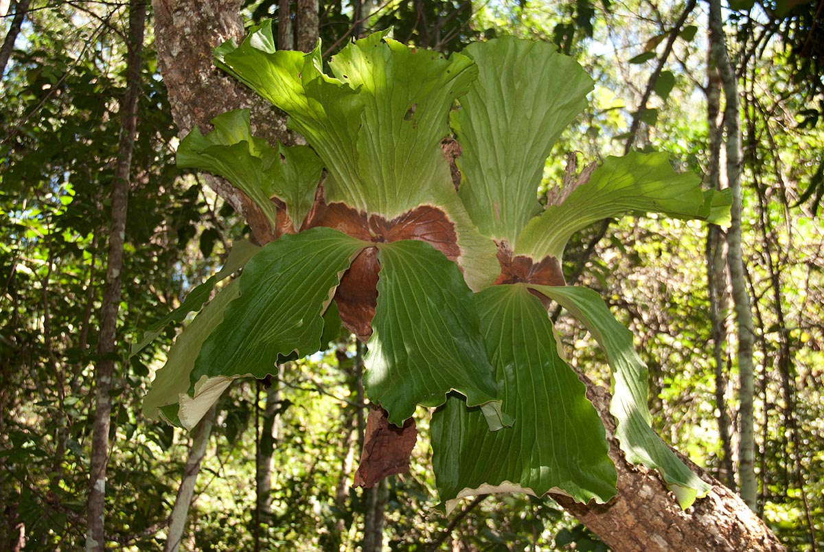 Platycerium elephantotis Platycerium elephantotis