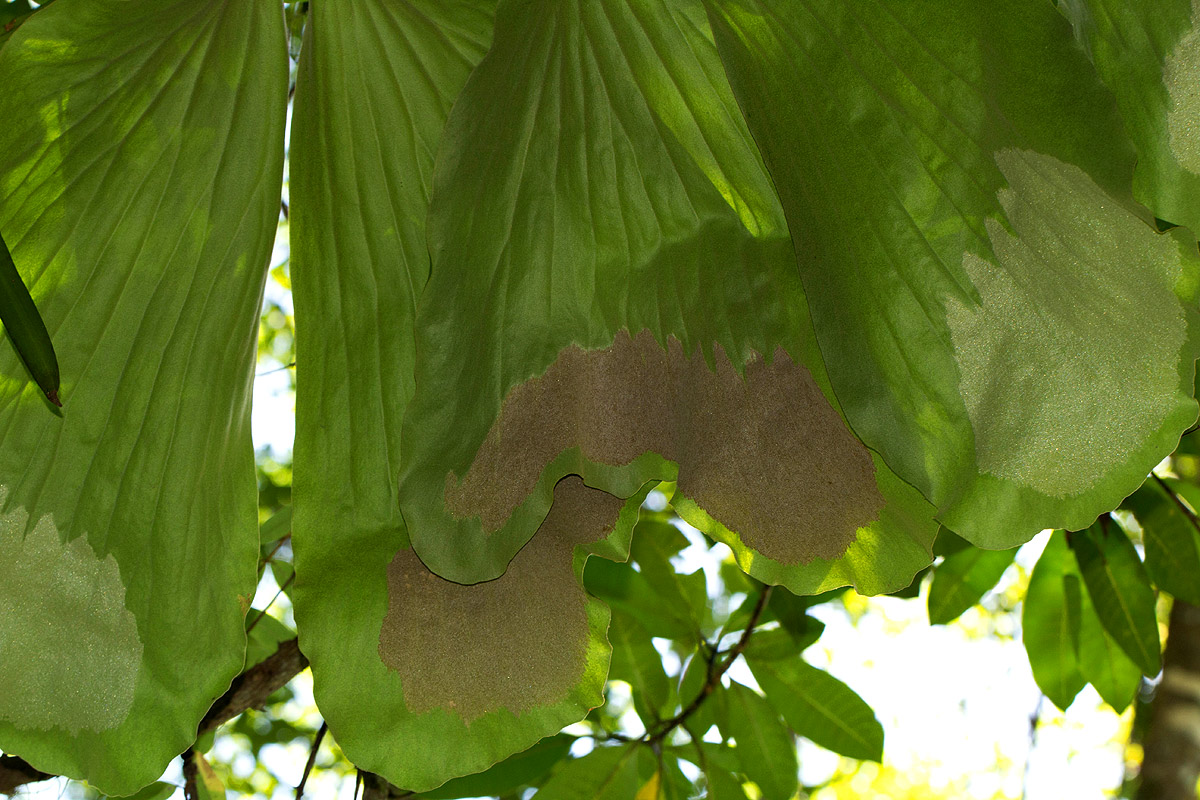 Platycerium elephantotis Platycerium elephantotis