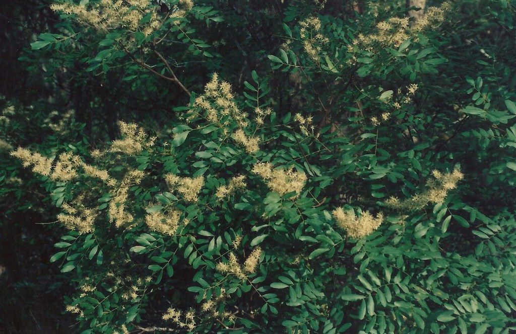 Copaifera baumiana Copaifera baumiana