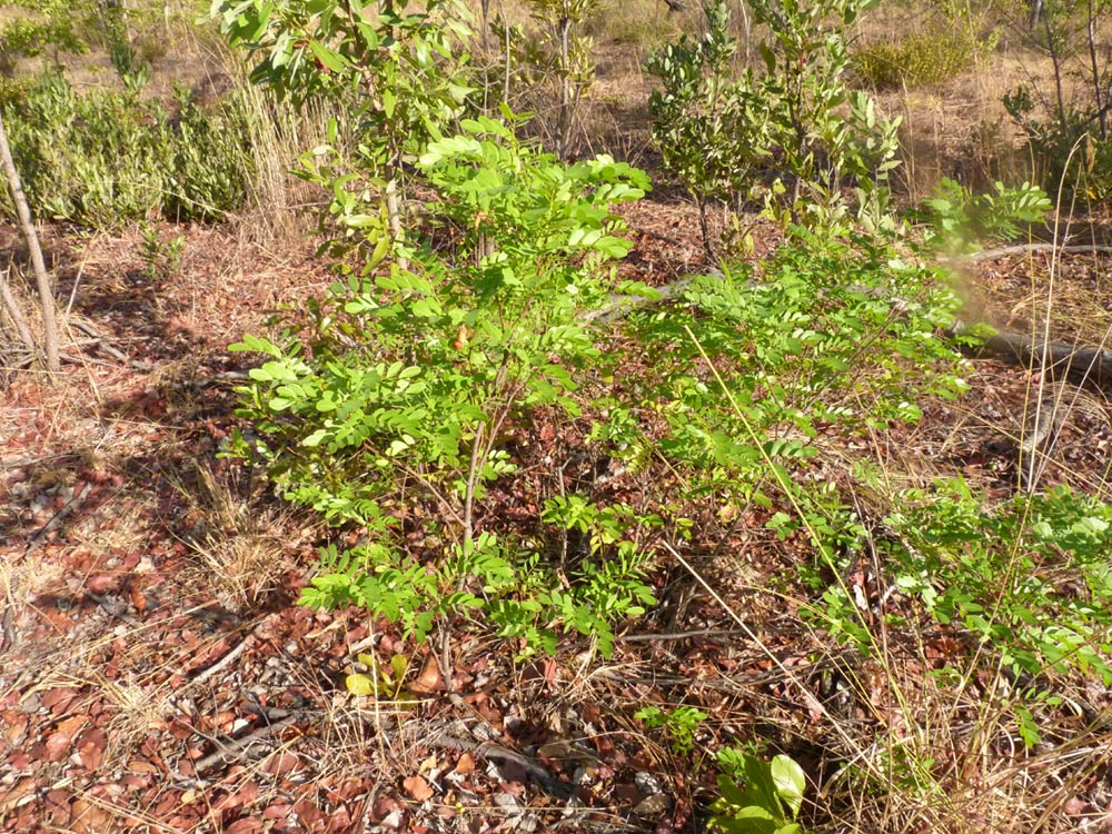 Copaifera baumiana Copaifera baumiana