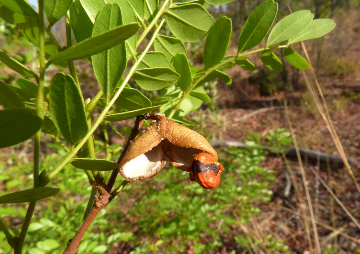 Copaifera baumiana Copaifera baumiana