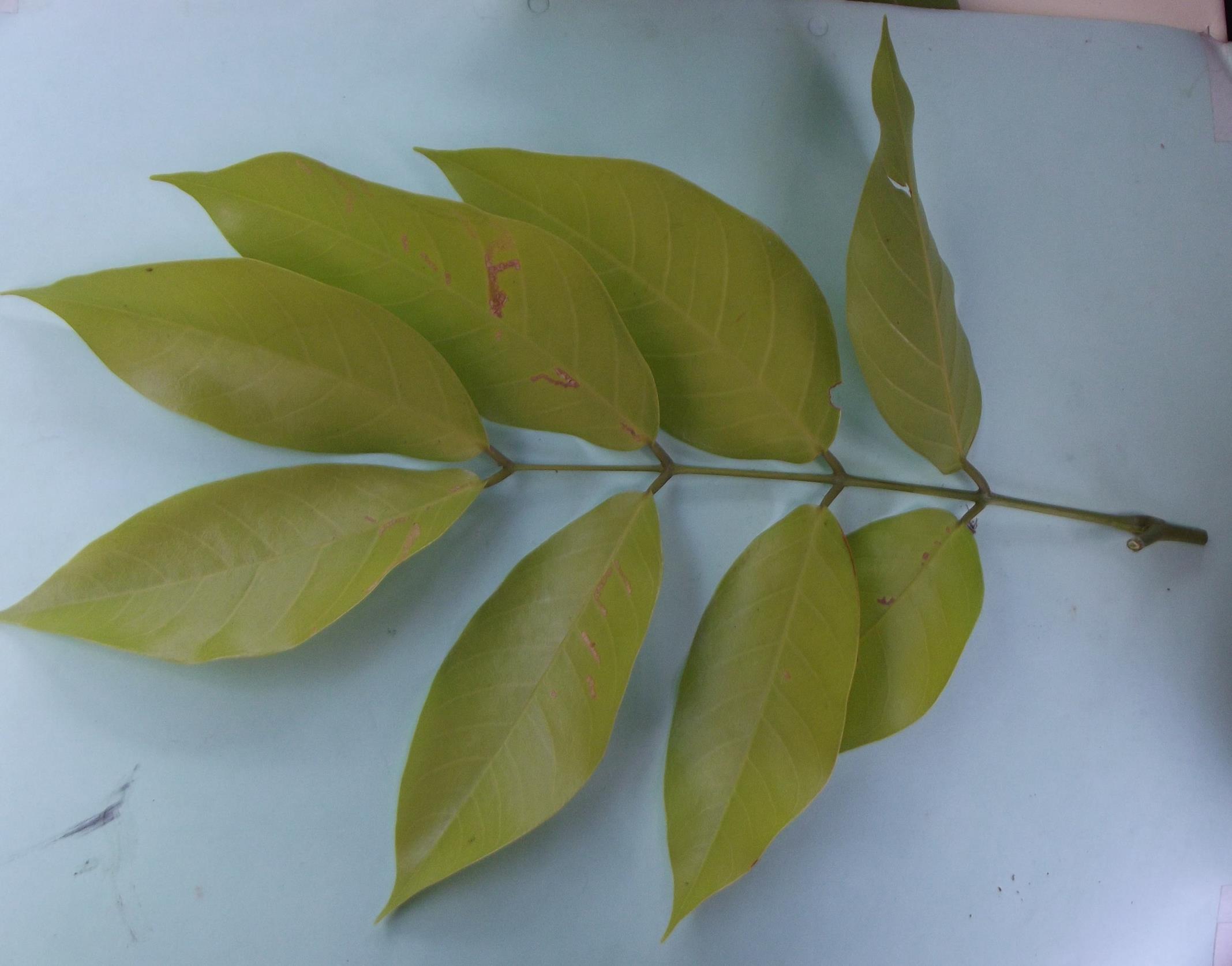 Daniellia alsteeniana Daniellia alsteeniana