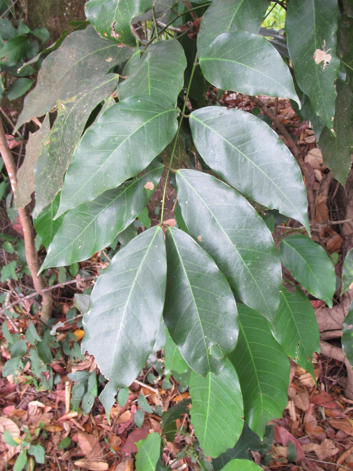 Daniellia alsteeniana Daniellia alsteeniana