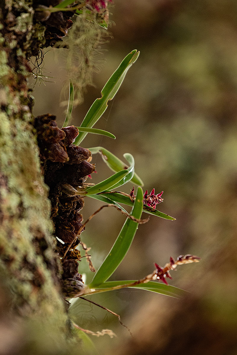 Bulbophyllum rugosibulbum Bulbophyllum rugosibulbum