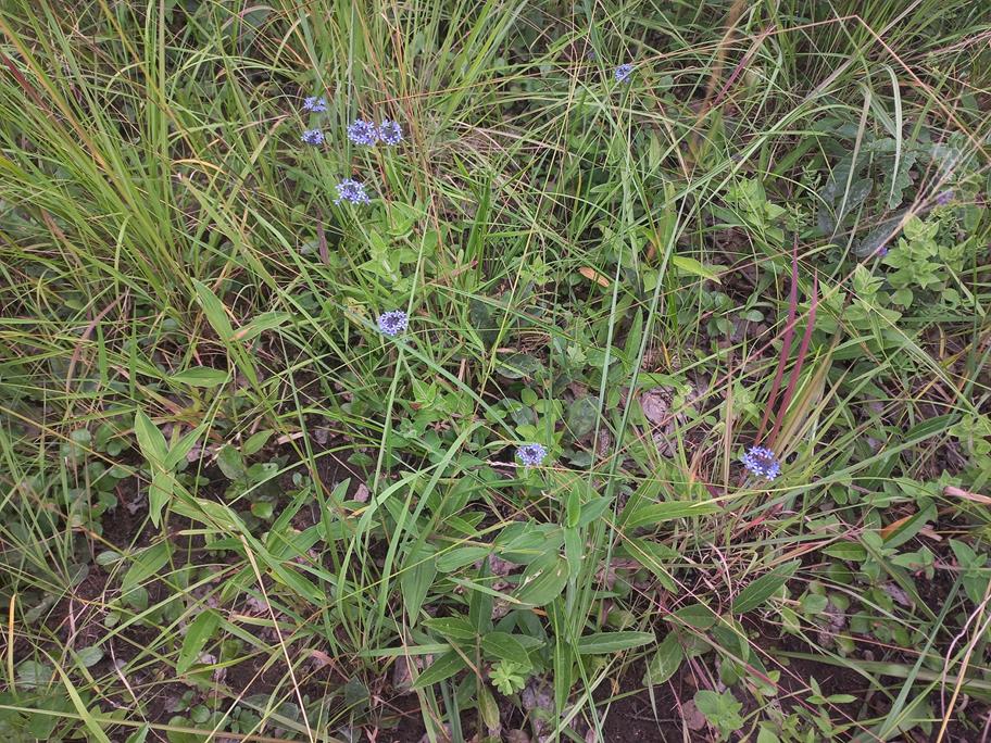 Pentanisia prunelloides subsp. latifolia Pentanisia prunelloides subsp. latifolia