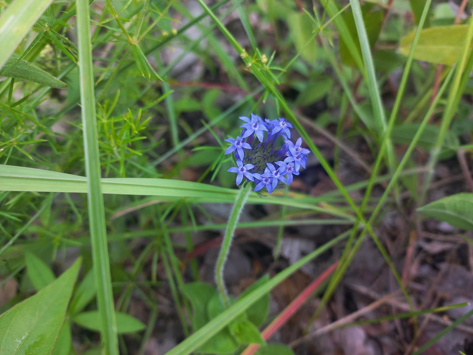 Pentanisia prunelloides subsp. latifolia Pentanisia prunelloides subsp. latifolia