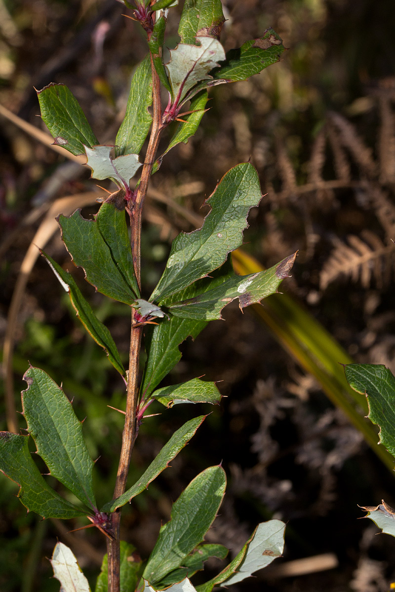 Berberis holstii Berberis holstii