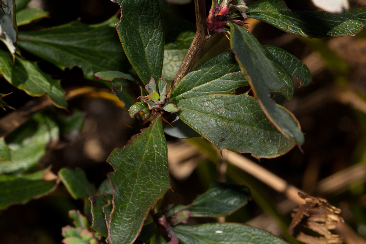 Berberis holstii Berberis holstii