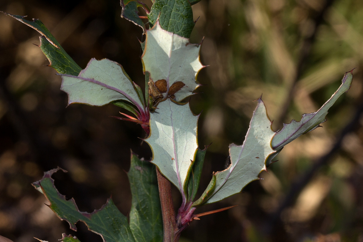 Berberis holstii Berberis holstii