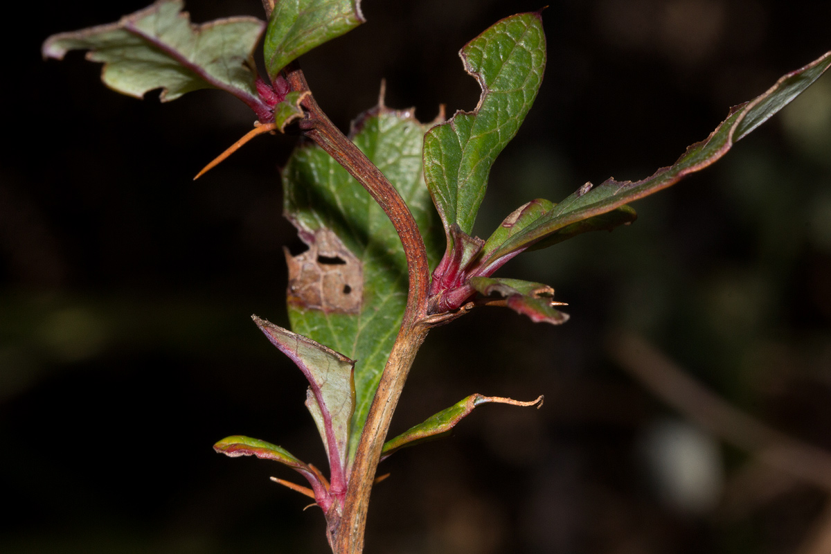 Berberis holstii Berberis holstii