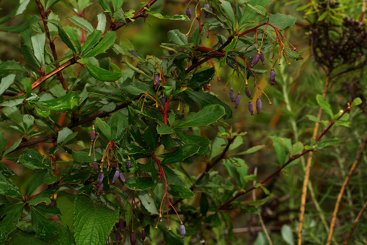 Berberis holstii Berberis holstii