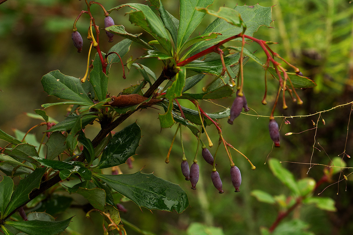 Berberis holstii Berberis holstii