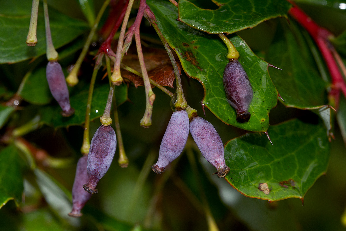 Berberis holstii Berberis holstii