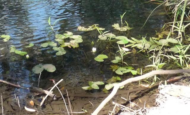 Nymphaea divaricata