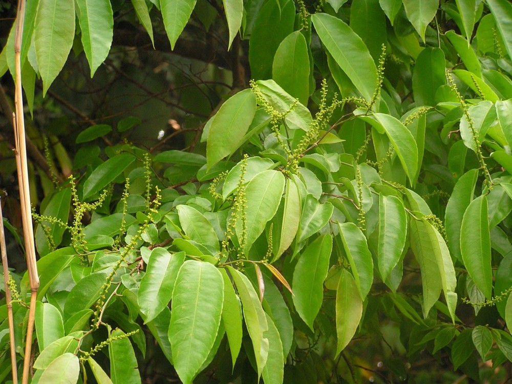 Sclerocroton cornutus Sclerocroton cornutus