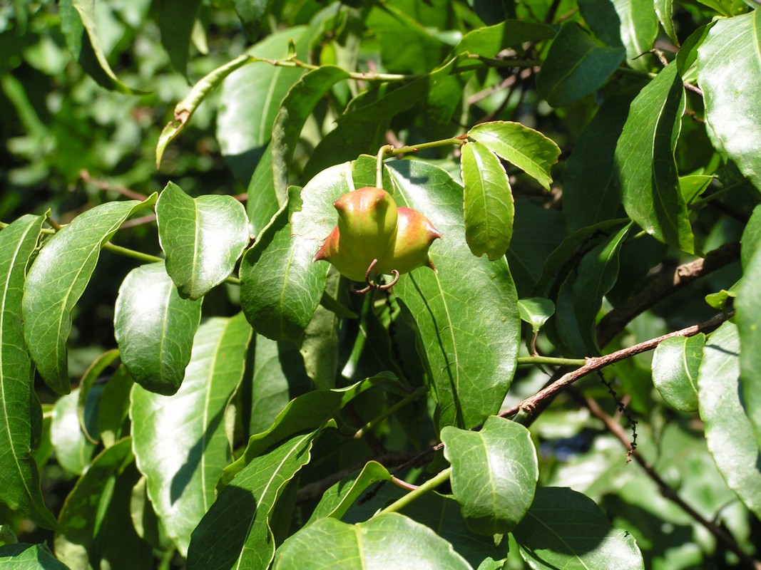 Sclerocroton cornutus Sclerocroton cornutus