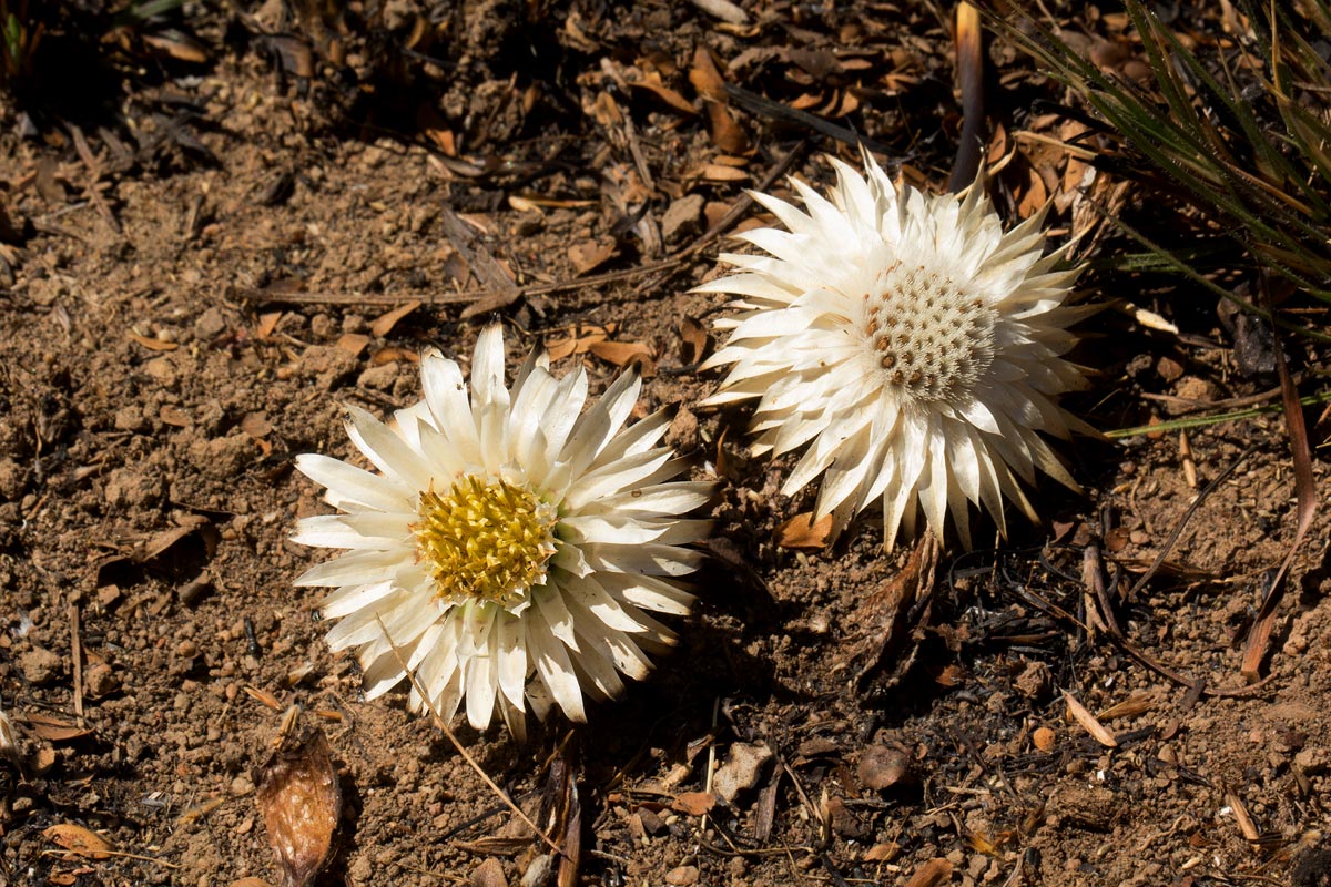 Macledium plantaginifolium Macledium plantaginifolium