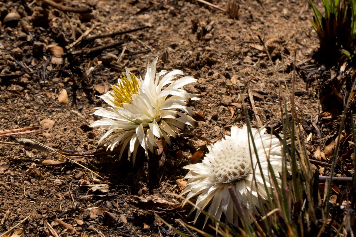 Macledium plantaginifolium Macledium plantaginifolium