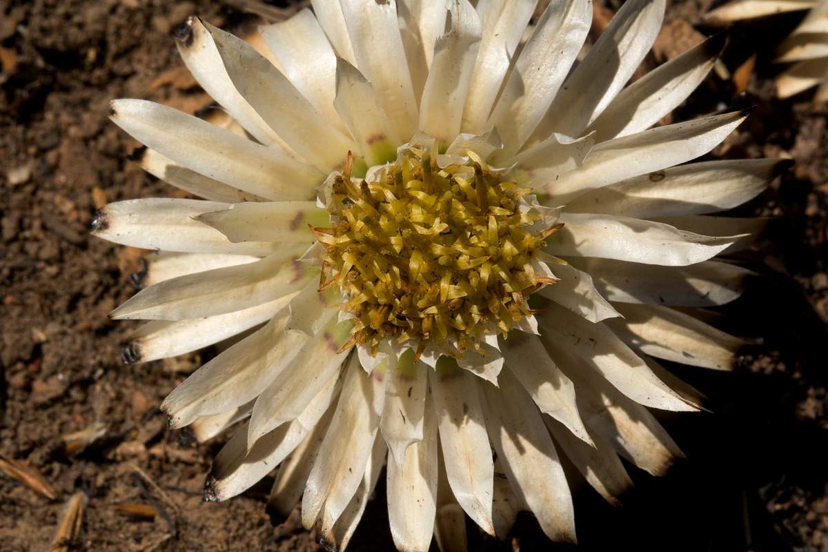 Macledium plantaginifolium Macledium plantaginifolium