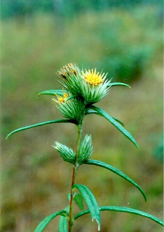Macledium poggei Macledium poggei