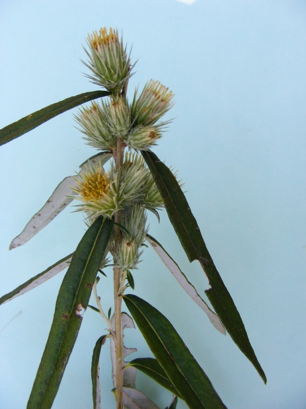 Macledium poggei Macledium poggei