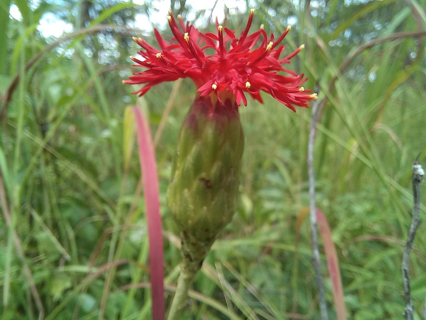 Pleiotaxis dewevrei Pleiotaxis dewevrei