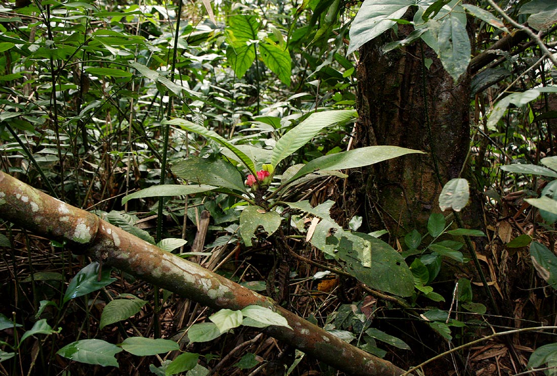 Stipularia africana Stipularia africana