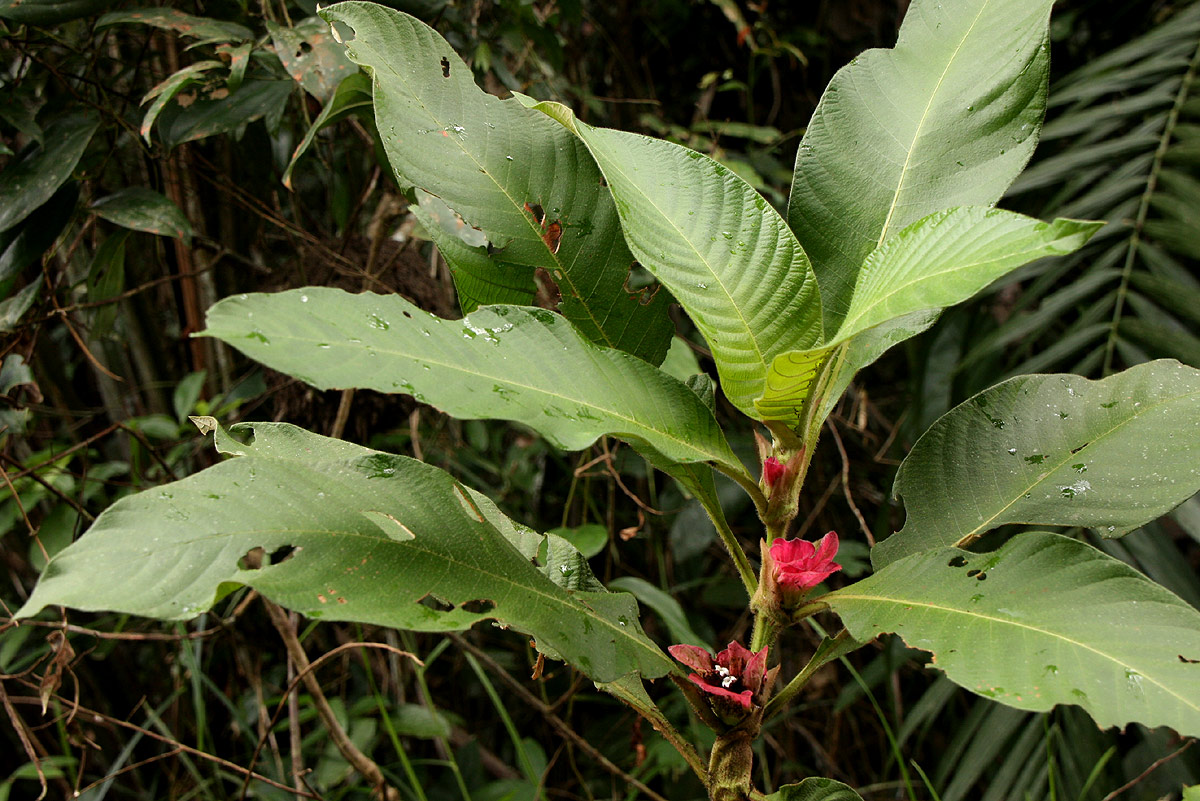 Stipularia africana Stipularia africana