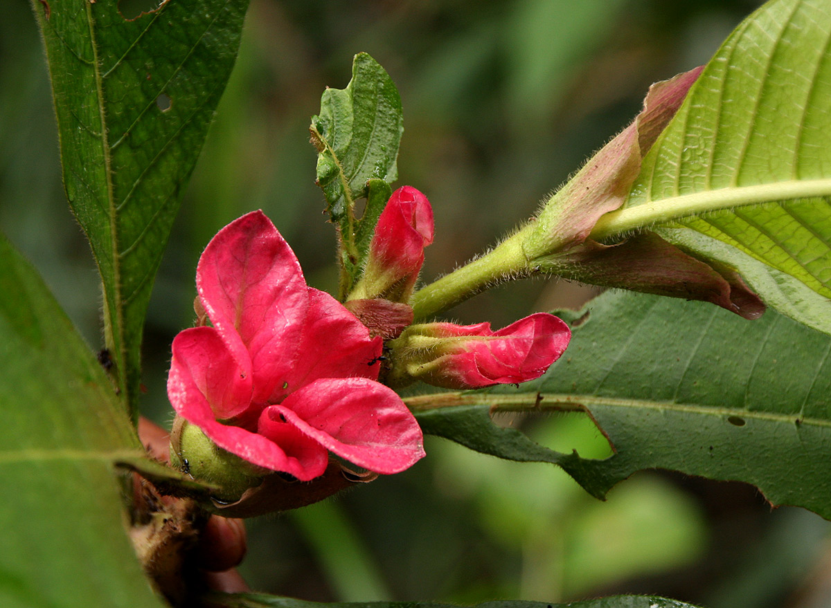 Stipularia africana Stipularia africana