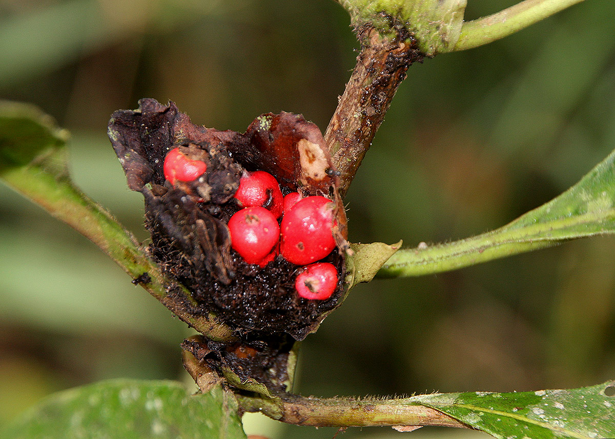Stipularia africana Stipularia africana