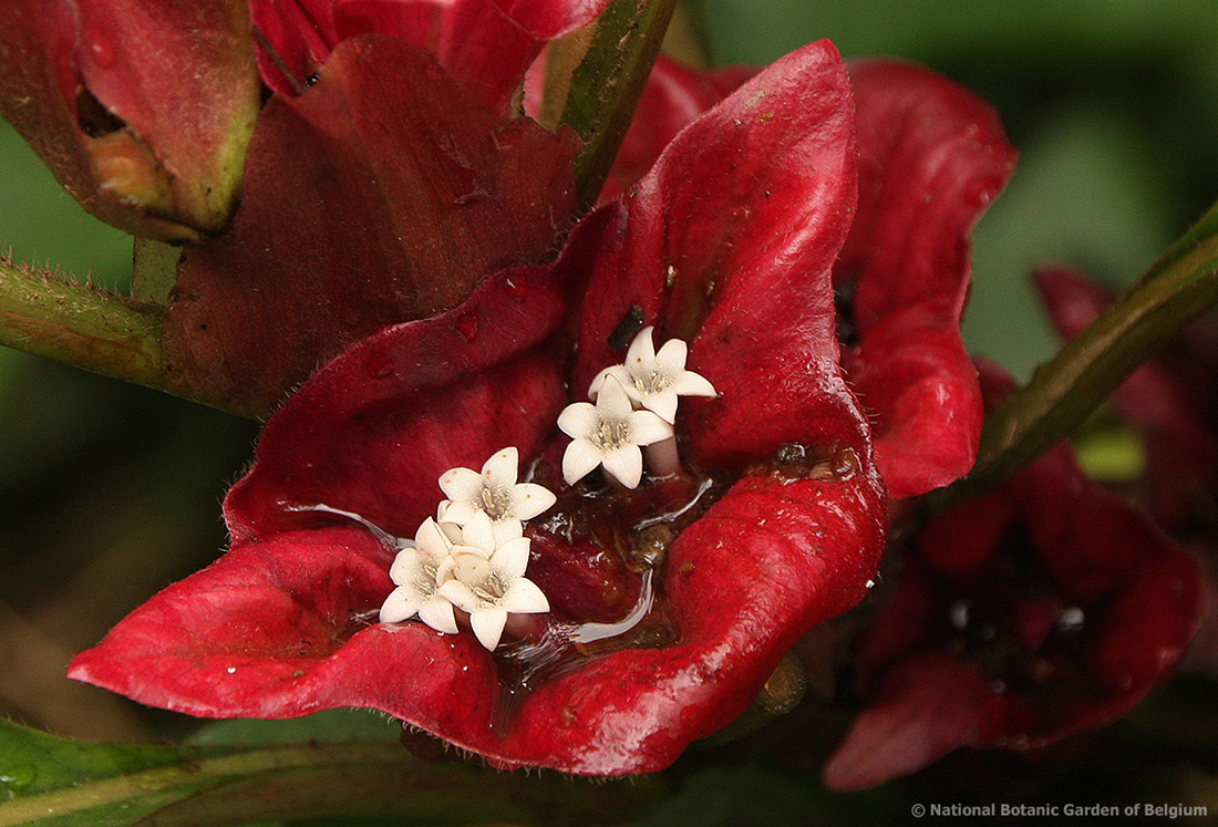 Stipularia africana Stipularia africana